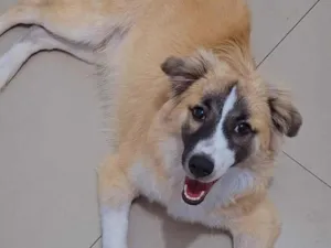 Cachorro raça SRD-ViraLata idade 7 a 11 meses nome Koda