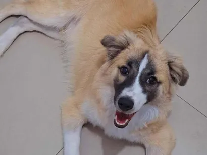Cachorro raça SRD-ViraLata idade 7 a 11 meses nome Koda