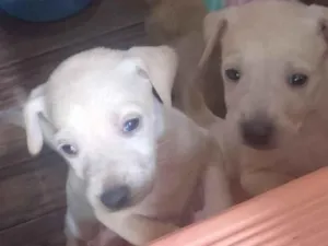 Cachorro raça SRD-ViraLata idade Abaixo de 2 meses nome não tem