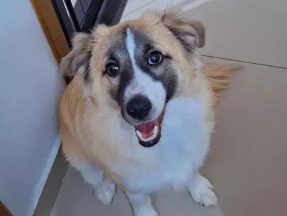 Cachorro raça SRD-ViraLata idade 7 a 11 meses nome Koda