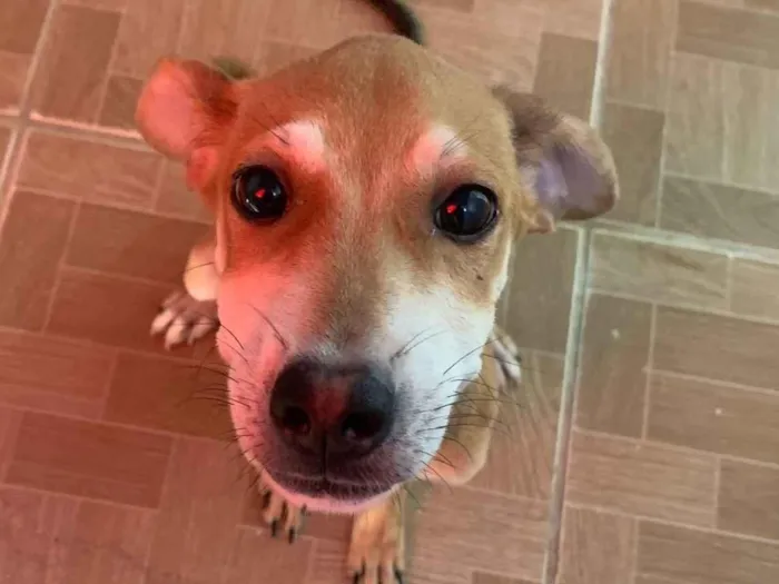 Cachorro raça SRD-ViraLata idade 2 a 6 meses nome Mel