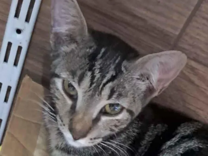Gato raça SRD-ViraLata idade 2 a 6 meses nome Nick 
