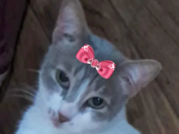 Gato raça SRD-ViraLata idade 7 a 11 meses nome Nicole 