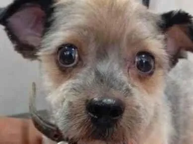 Cachorro raça Shitzu idade 7 a 11 meses nome Bidu 