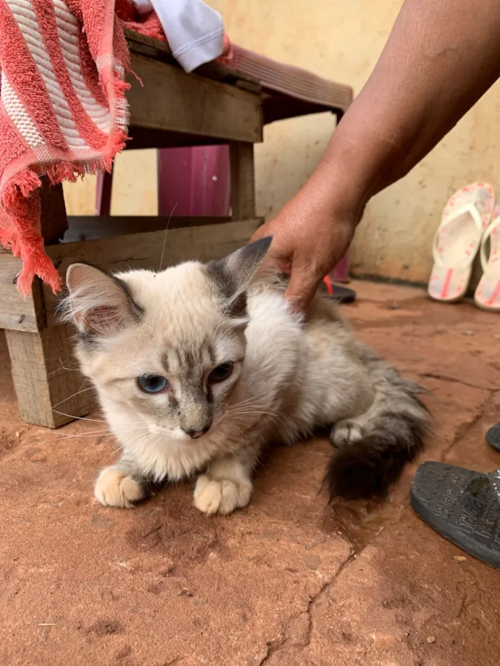 Gato raça SRD-ViraLata idade 2 a 6 meses nome Júlia e luna