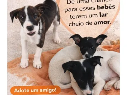 Cachorro raça SRD-ViraLata idade Abaixo de 2 meses nome kiara, Lunk,Princesa 