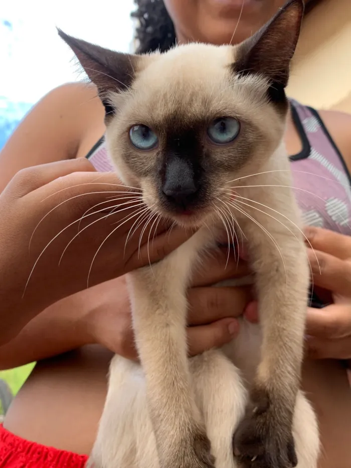 Gato raça SRD-ViraLata idade 2 a 6 meses nome Júlia e luna