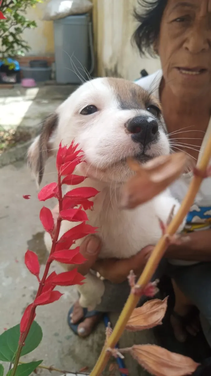 Cachorro raça SRD-ViraLata idade Abaixo de 2 meses nome Neve