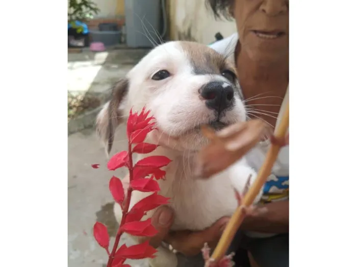 Cachorro raça SRD-ViraLata idade Abaixo de 2 meses nome Neve