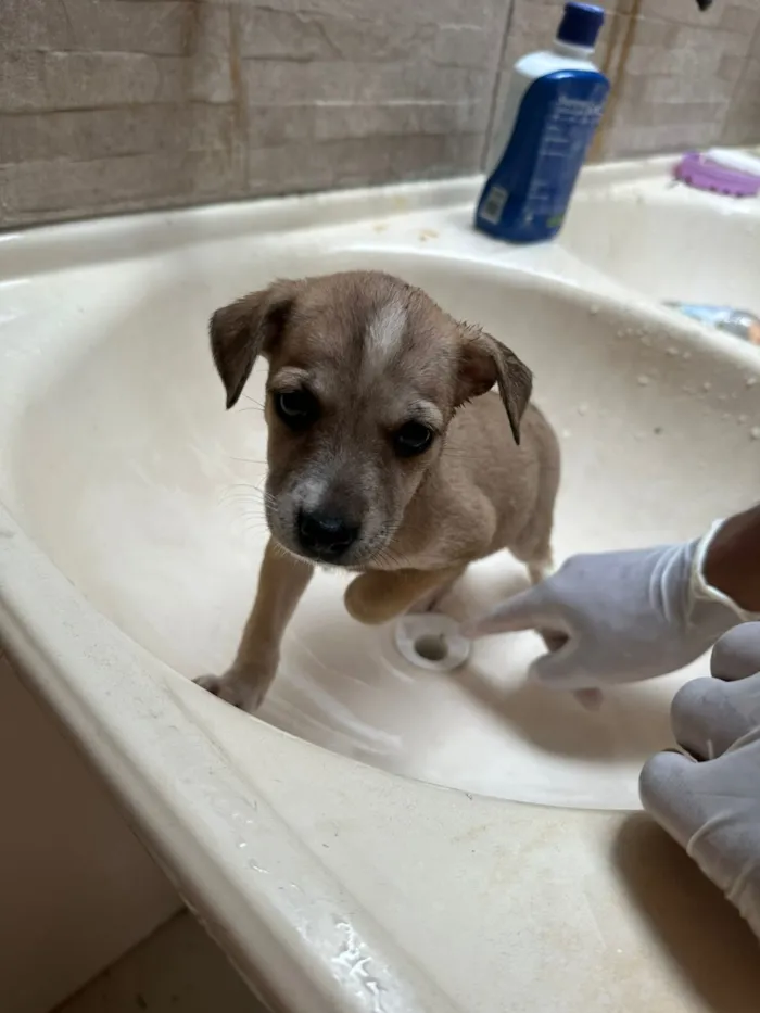 Cachorro raça SRD-ViraLata idade 2 a 6 meses nome nao tem