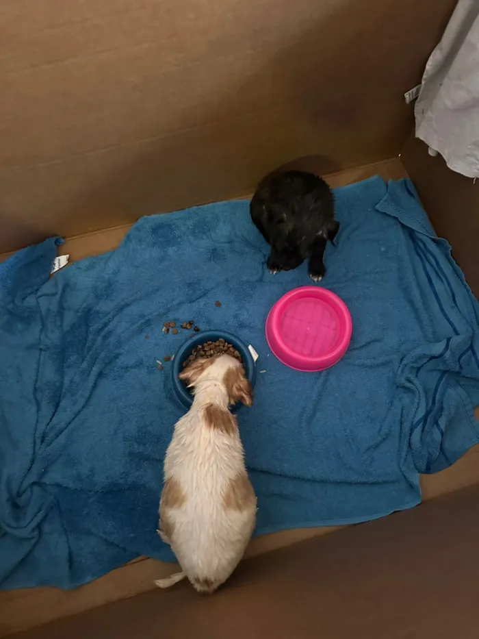 Cachorro raça SRD-ViraLata idade 2 a 6 meses nome nao tem