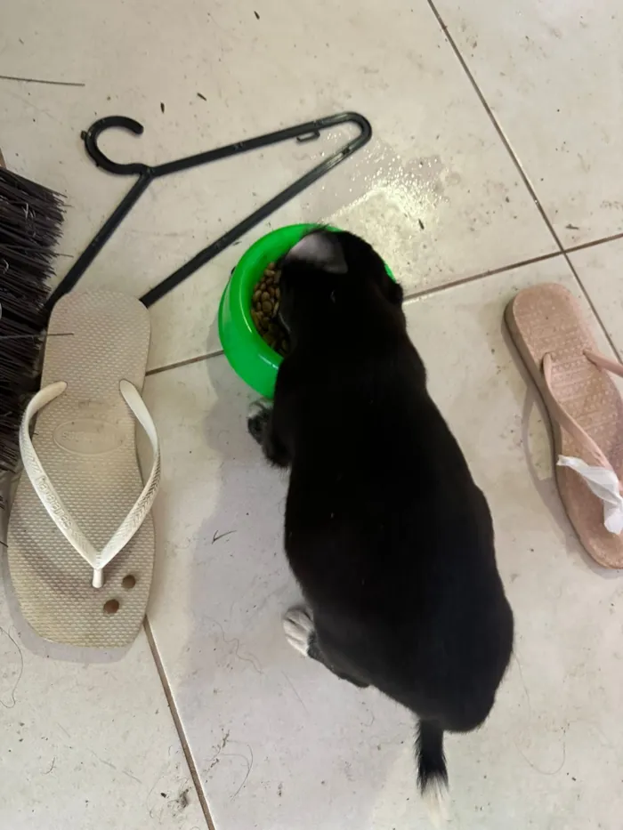 Cachorro raça SRD-ViraLata idade 2 a 6 meses nome nao tem