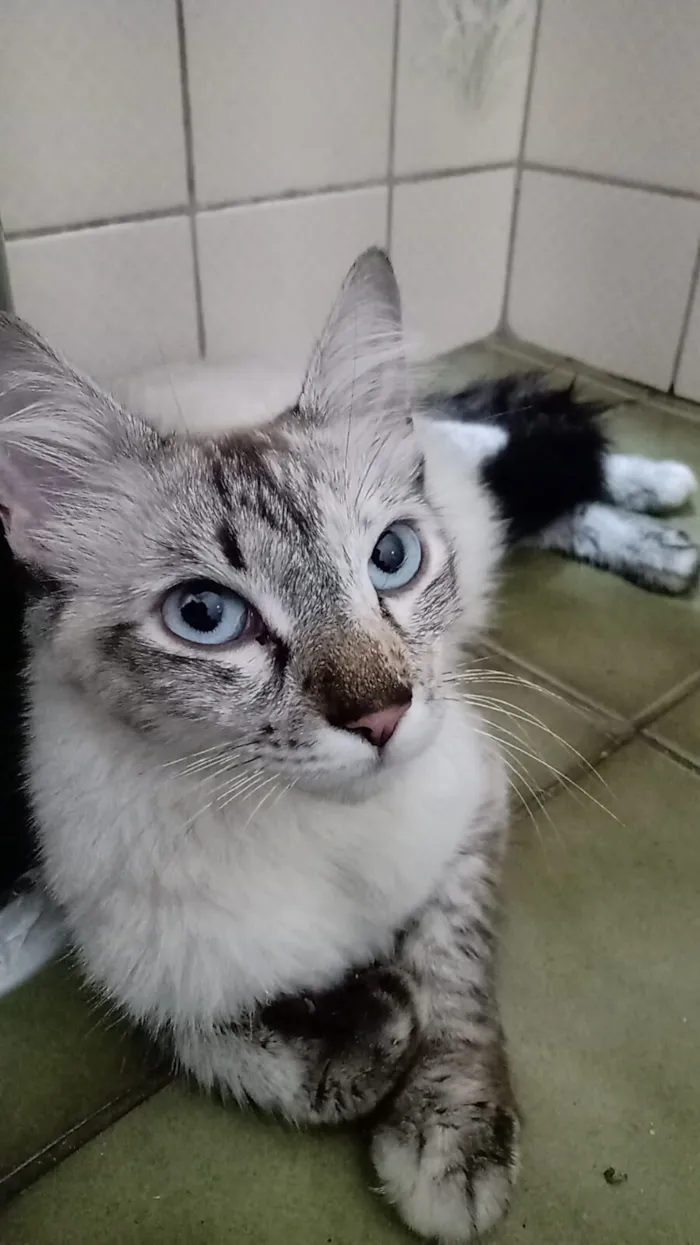 Gato raça SRD-ViraLata idade 7 a 11 meses nome Love 