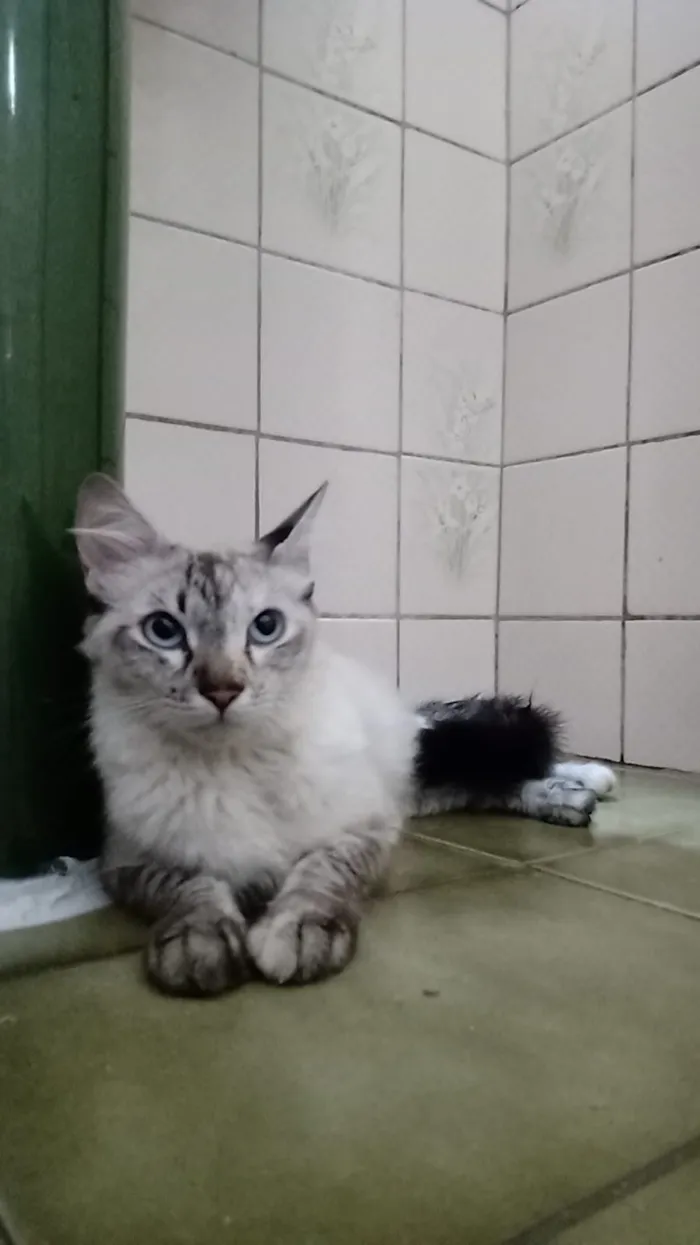 Gato raça SRD-ViraLata idade 7 a 11 meses nome Love 