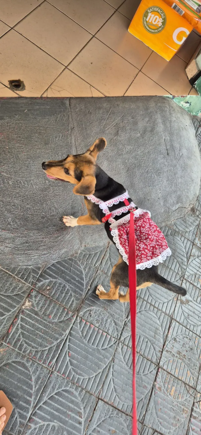 Cachorro raça SRD-ViraLata idade 2 a 6 meses nome Amora