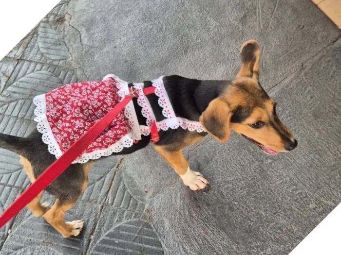 Cachorro raça SRD-ViraLata idade 2 a 6 meses nome Amora