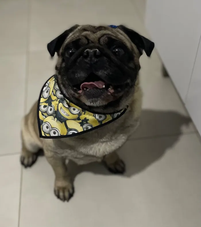 Cachorro raça Bulldog idade 6 ou mais anos nome Bacon