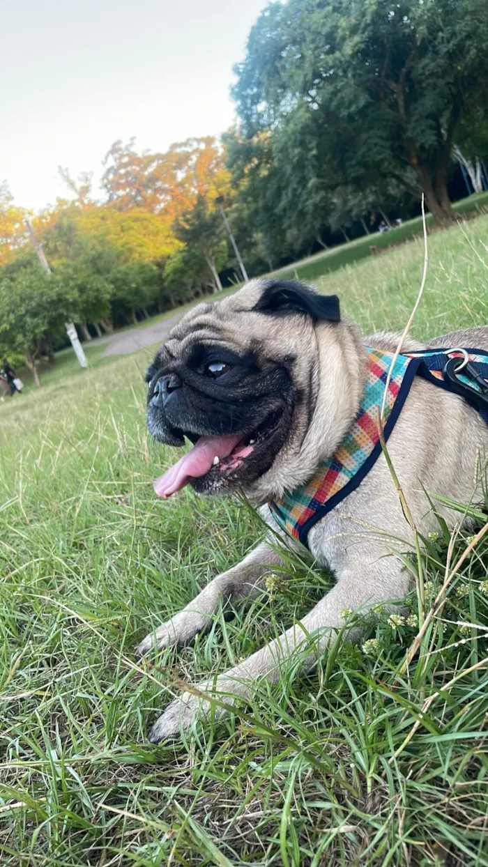 Cachorro raça Bulldog idade 6 ou mais anos nome Bacon