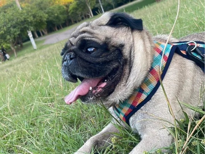 Cachorro raça Bulldog idade 6 ou mais anos nome Bacon