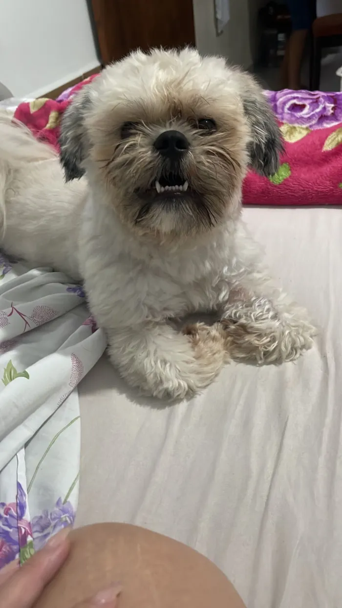 Cachorro raça Shitzu idade 1 ano nome Theo 