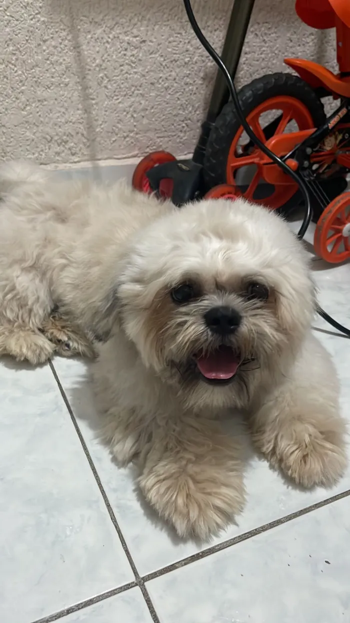 Cachorro raça Shitzu idade 1 ano nome Theo 