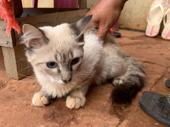 Gato raça SRD-ViraLata idade 2 a 6 meses nome Júlia e luna