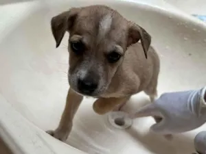 Cachorro raça SRD-ViraLata idade 2 a 6 meses nome nao tem