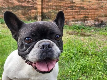 Cachorro raça Maltês idade 3 anos nome Tequila