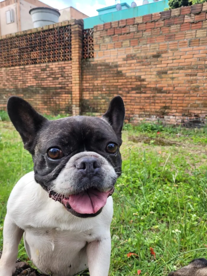 Cachorro raça Maltês idade 3 anos nome Tequila