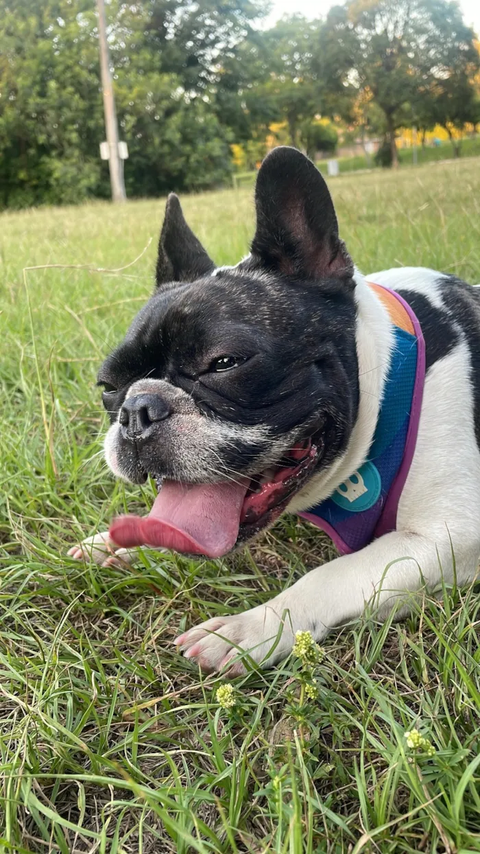 Cachorro raça Maltês idade 3 anos nome Tequila