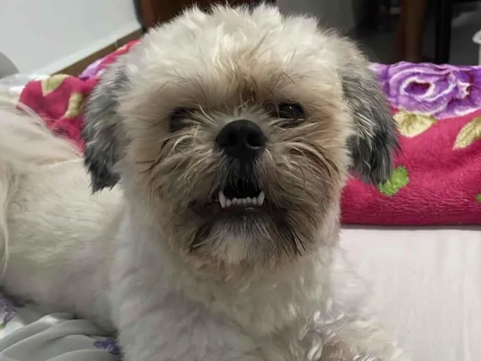 Cachorro raça Shitzu idade 1 ano nome Theo 
