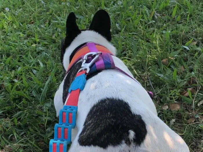 Cachorro raça Maltês idade 3 anos nome Tequila