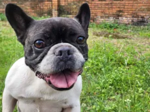 Cachorro raça Maltês idade 3 anos nome Tequila