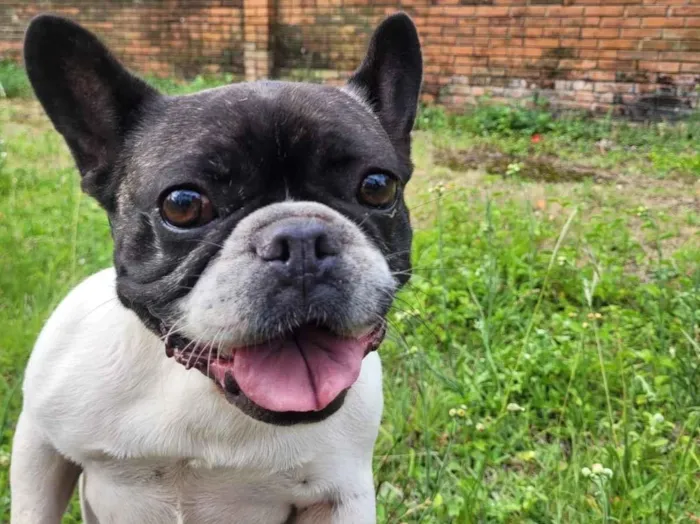 Cachorro raça Maltês idade 3 anos nome Tequila