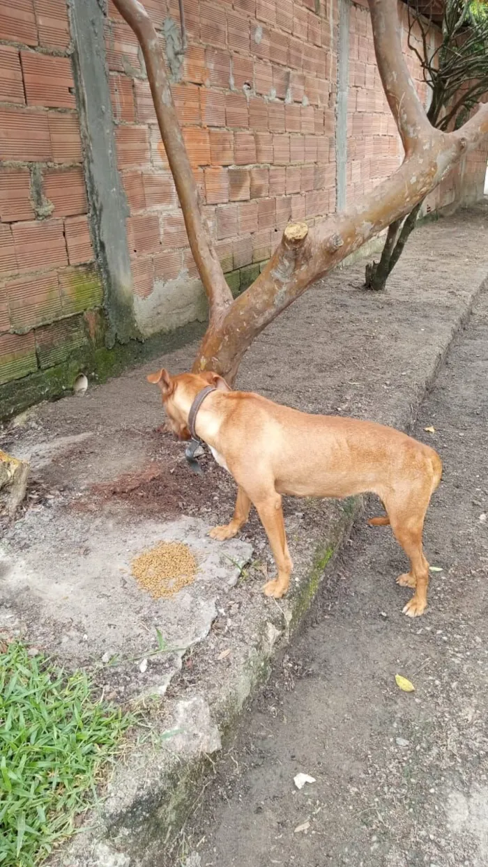 Cachorro raça SRD-ViraLata idade 7 a 11 meses nome Maia