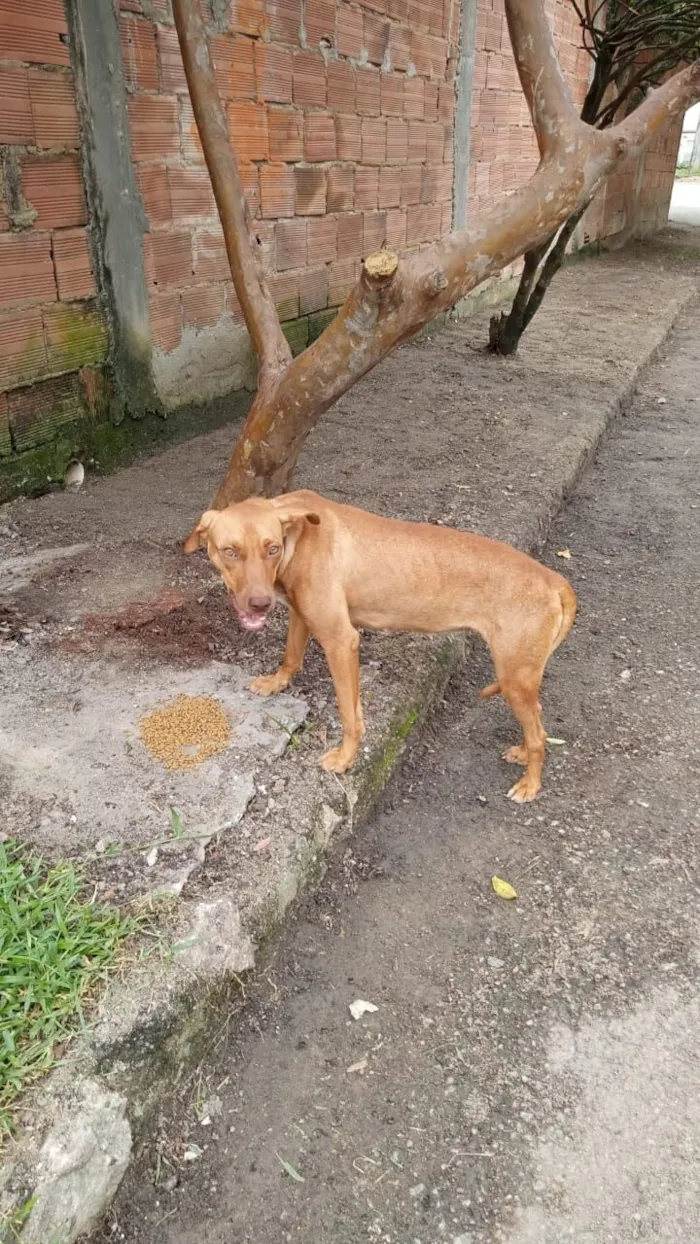 Cachorro raça SRD-ViraLata idade 7 a 11 meses nome Maia