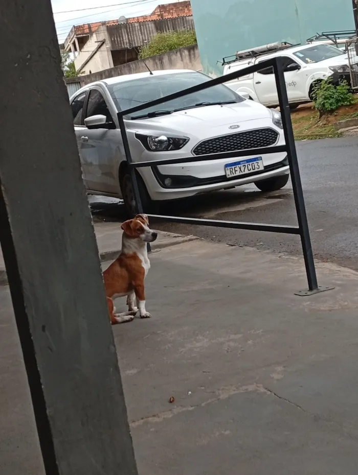 Cachorro raça SRD-ViraLata idade 1 ano nome Paçoca 