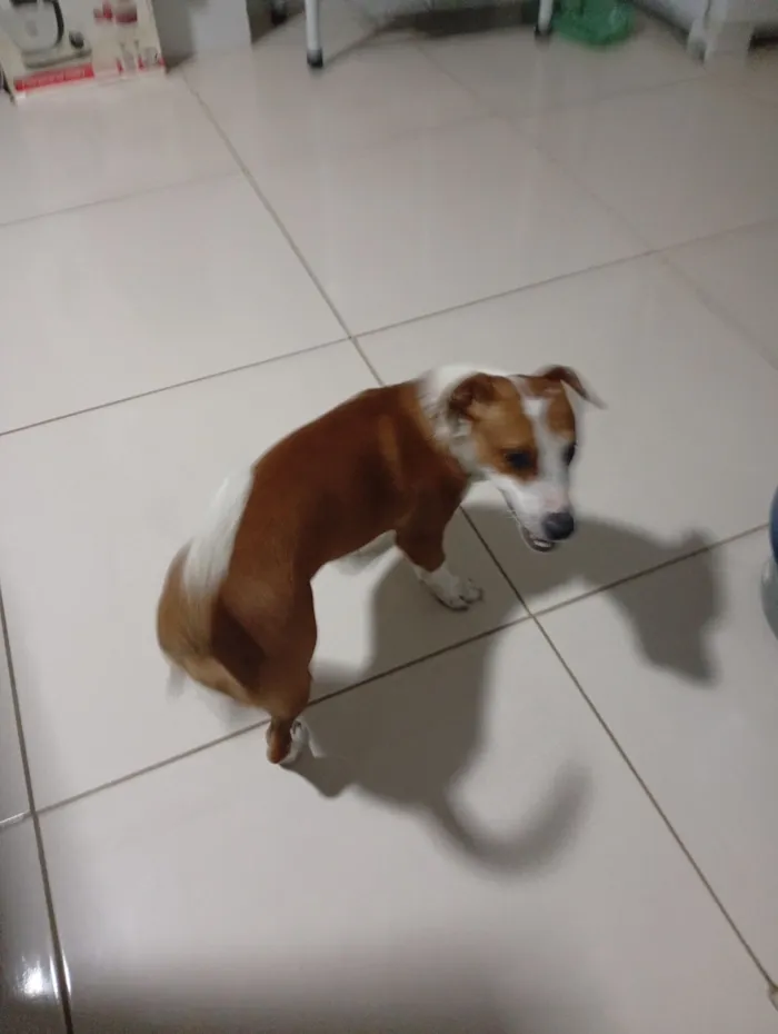 Cachorro raça SRD-ViraLata idade 1 ano nome Paçoca 