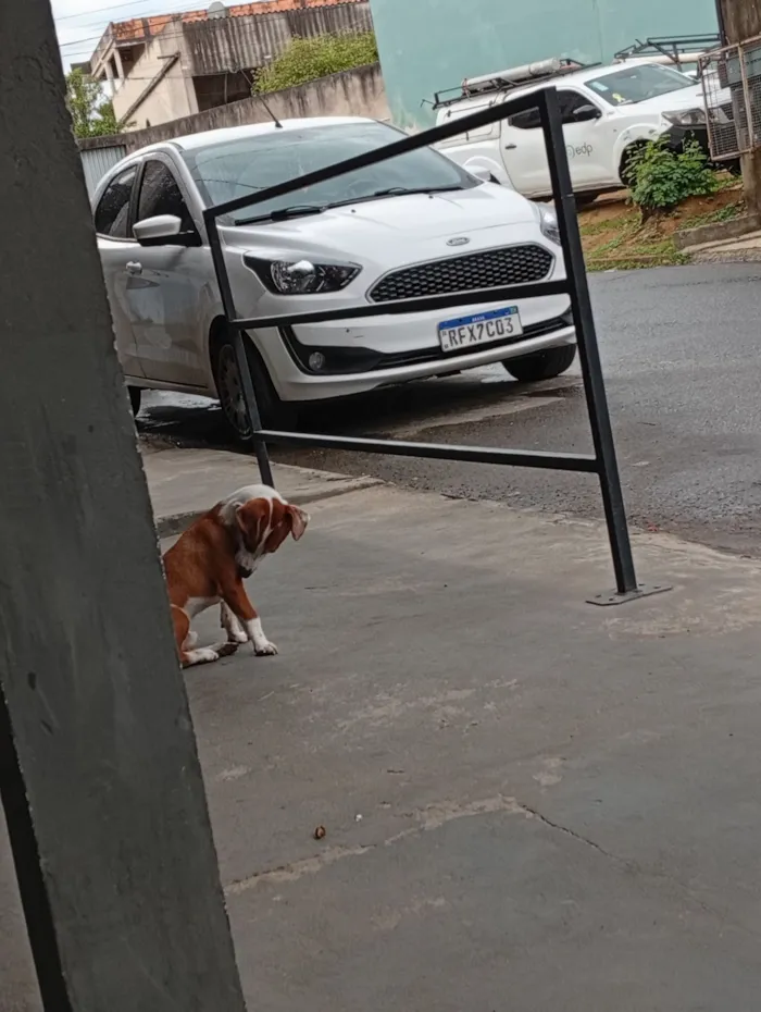 Cachorro raça SRD-ViraLata idade 1 ano nome Paçoca 