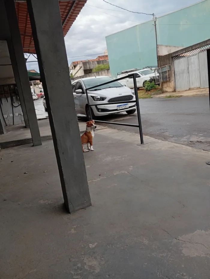 Cachorro raça SRD-ViraLata idade 1 ano nome Paçoca 