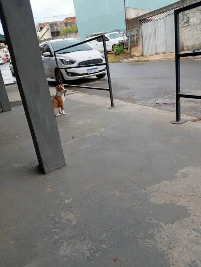 Cachorro raça SRD-ViraLata idade 1 ano nome Paçoca 