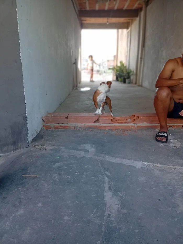 Cachorro raça SRD-ViraLata idade 1 ano nome Paçoca 