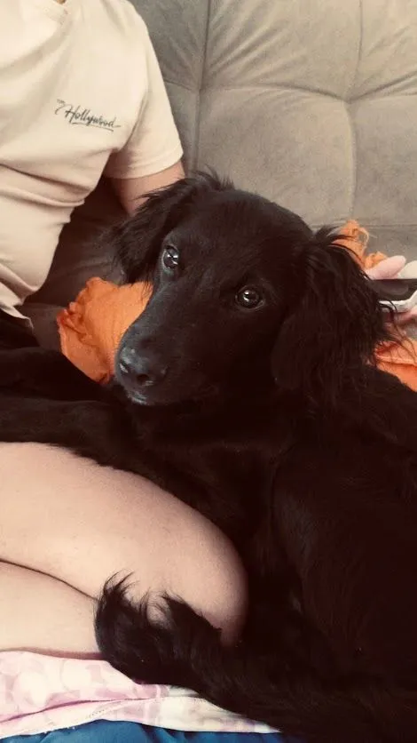 Cachorro raça SRD-ViraLata idade 2 a 6 meses nome Peeta