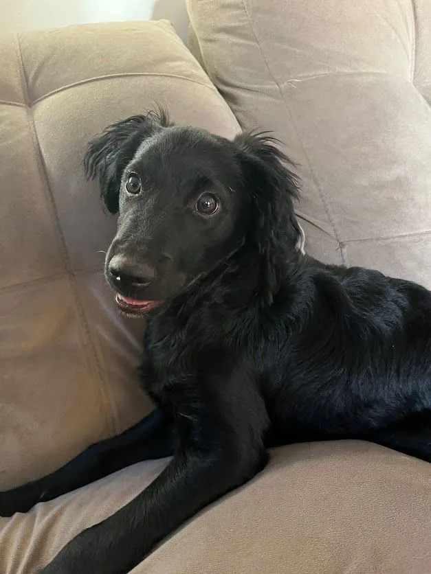 Cachorro raça SRD-ViraLata idade 2 a 6 meses nome Peeta