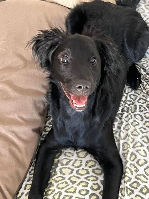 Cachorro raça SRD-ViraLata idade 2 a 6 meses nome Peeta