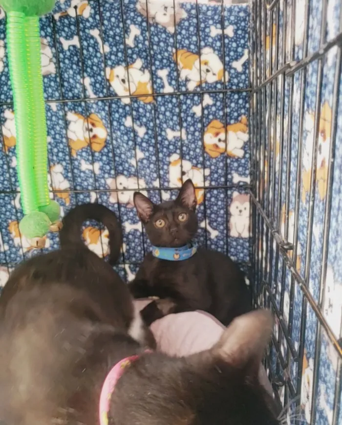 Gato raça SRD-ViraLata idade 2 a 6 meses nome Shoyu