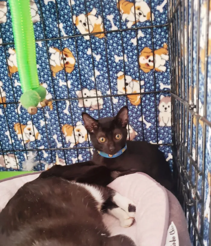 Gato raça SRD-ViraLata idade 2 a 6 meses nome Shoyu