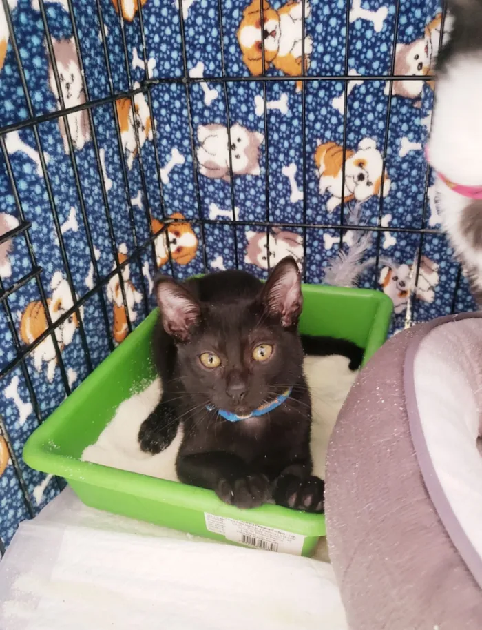 Gato raça SRD-ViraLata idade 2 a 6 meses nome Shoyu