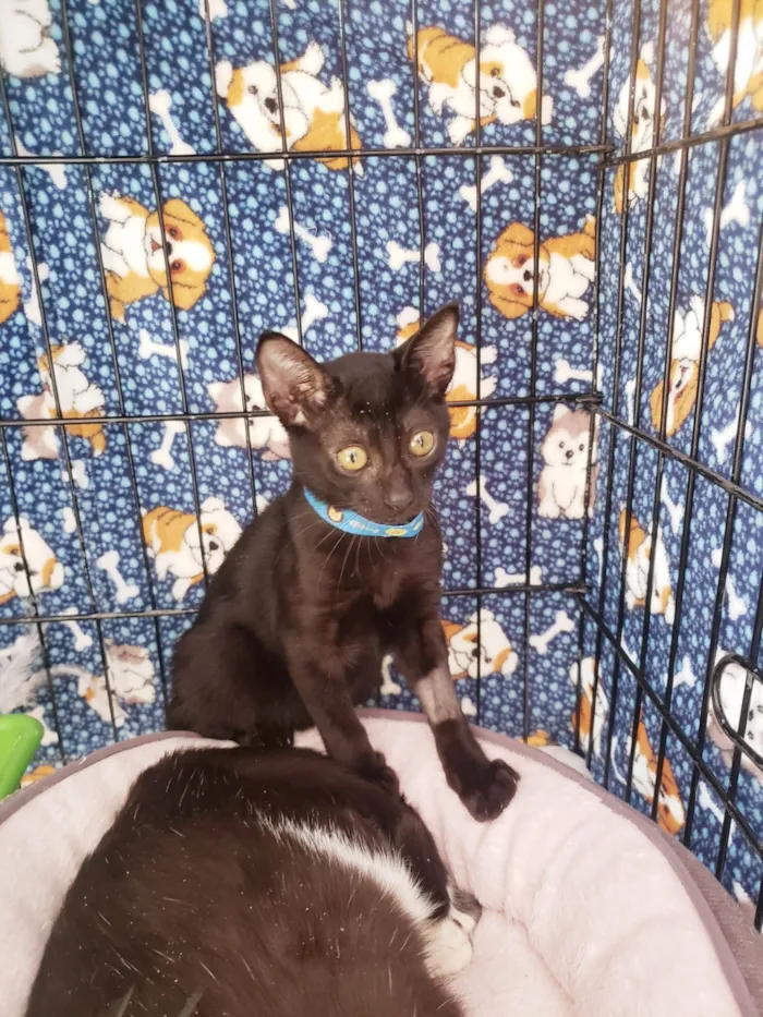 Gato raça SRD-ViraLata idade 2 a 6 meses nome Shoyu