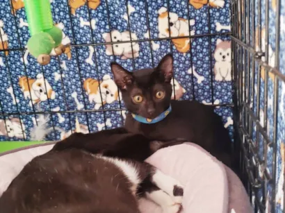 Gato raça SRD-ViraLata idade 2 a 6 meses nome Shoyu